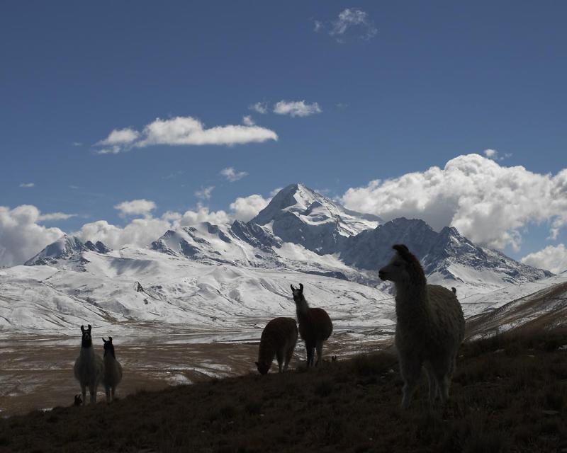 Lamas and mountains  near La Paz, Bolivia © steveaxford